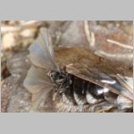 Andrena vaga mit Stylops - 04b.jpg